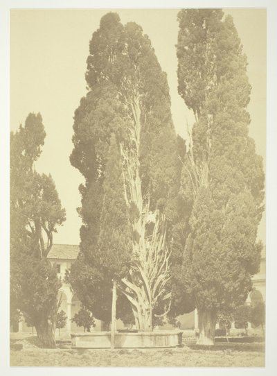 Zonder titel (Bomen in Rome) door Robert MacPherson