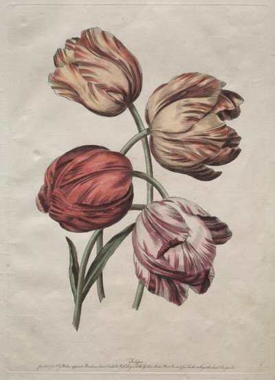 Acht mooie groepen natuurlijke bloemen in contouren door de la Cour: Tulpen, ca. 1770 door Robert Sayer