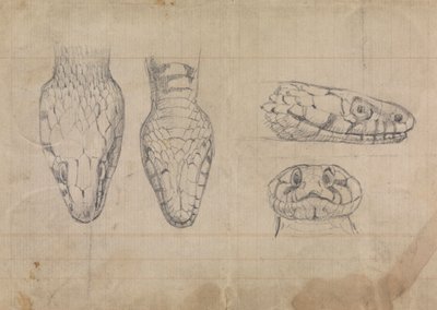 Studie van het hoofd van een slang door Robert Smirke