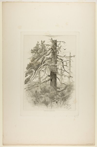 Oude bomen op Naushon Island door Robert Swain Gifford