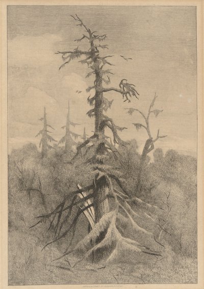 Oude Bomen op Naushon Island door Robert Swain Gifford
