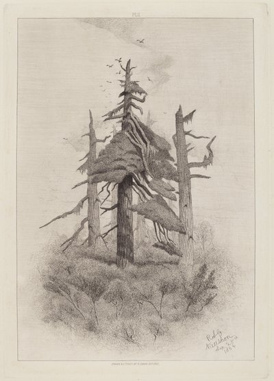 Oude Bomen op Naushon Island [plaat 2] door Robert Swain Gifford
