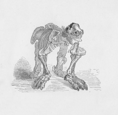 Skelet van de Megatherium door Robert Taylor Pritchett