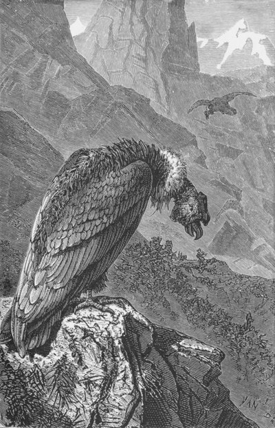 De Condor, ca. 1885, 1890 door Robert Taylor Pritchett