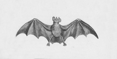 Vampier Vleermuis, c1885, 1890 door Robert Taylor Pritchett
