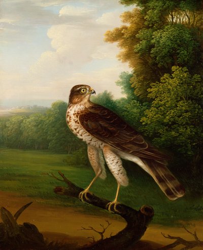 Een Jonge Vrouwelijke Havik, een jaar oud door Robert Wilkinson Padley