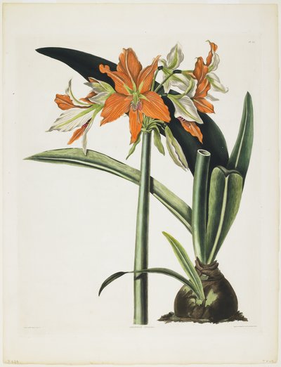 Amaryllis fulgida (Gestreepte Amaryllis), 1831-34 door Robert the Younger Havell