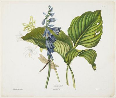 Gewone hosta