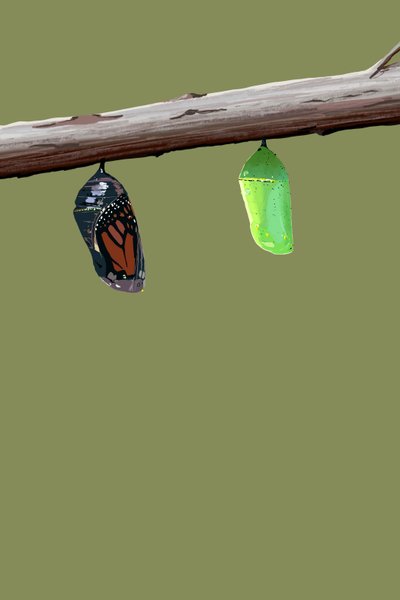 Monarch Cocons door Roberta Murray