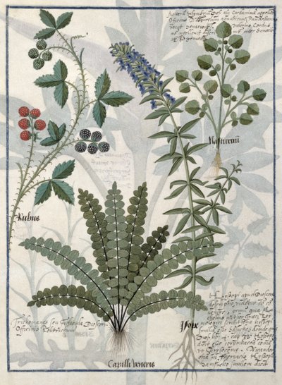 Varens, bramen en bloemen, illustratie uit het boek van eenvoudige medicijnen door Mattheaus Platearius door Robinet Testard