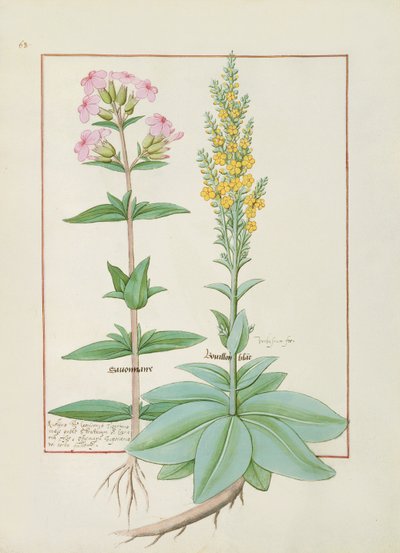 Illustratie uit het Boek der Eenvoudige Geneesmiddelen door Mattheaus Platearius door Robinet Testard
