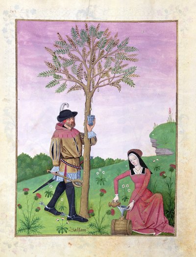 Lavendel, Helleborus en een verwant van de komkommerfamilie, Illustratie uit het Boek der Eenvoudige Geneesmiddelen door Mattheaus Platearius 131r door Robinet Testard