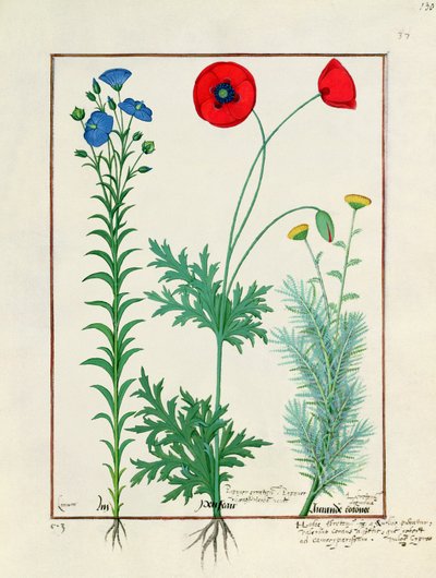 Linum, Tuinpapavers en Abrotanum, illustratie uit Het Boek der Eenvoudige Geneesmiddelen, door Mattheaus Platearius door Robinet Testard