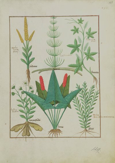 Ms Fr. Fv VI #1 fol.125r Bovenste rij: Maïs, Equisetum en Labruscae flos. Onderste rij: Madeliefje, Jarus en Marjolein, illustratie uit Het Eenvoudige Boek der Geneesmiddelen, door Mattheaus Platearius, ca. 1470 door Robinet Testard