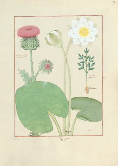Gevederde distel, waterlelie en wonderboom, illustratie uit Het boek der eenvoudige medicijnen, door Mattheaus Platearius door Robinet Testard