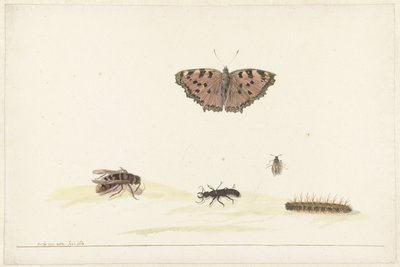 Studieblad met verschillende insecten door Rochus van Veen