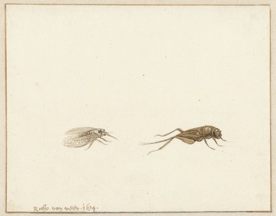 Twee insecten door Rochus van Veen