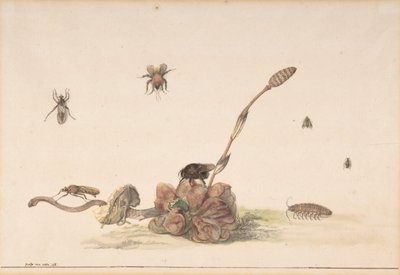 Verschillende Insecten bij een Schimmel door Rochus van Veen