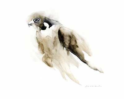Sierlijke valk in aquarel door RodMacIver