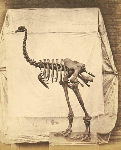 Dinornis Elephantopus Dinosaurus door Roger Fenton