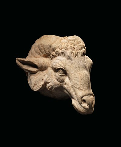 Hoofd van een Ram door Roman Roman