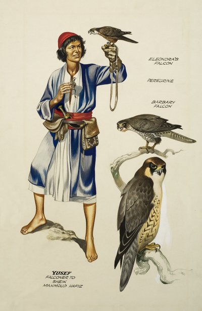 Yusef, Valkenier aan Sheik Mahmoud Hafiz (gouache op papier) door Ron Embleton
