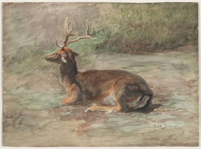 Liggend hert, tweede helft 19e eeuw (waterverf en gouache over grafiet) door Rosa Bonheur