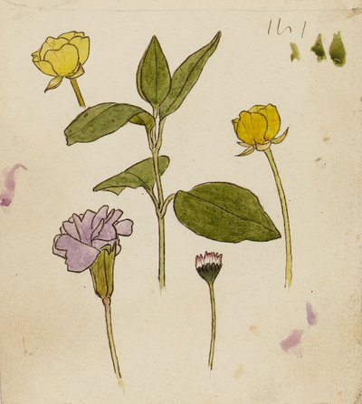Studie van bloemen - boterbloem en madeliefje door Rosa Brett