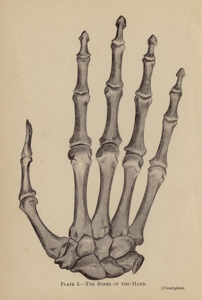 De botten van de hand door Rosamund Brunel Horsley Gotch