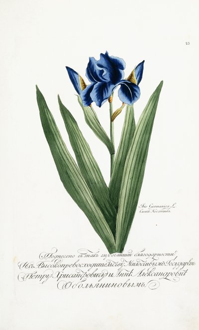 Iris Germanica, 1797-1803 door Russian School