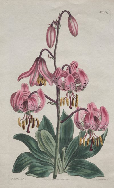 Het Botanische Tijdschrift of Bloementuin Getoond: Gladde Stengel Martagon, Turkse Lelie door S. Curtis