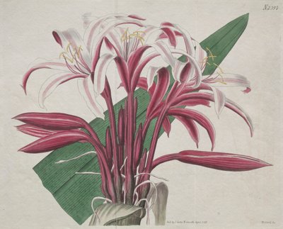 Het Botanische Tijdschrift of Bloementuin Getoond: Statige Crinum door S. Curtis