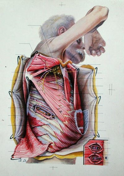 Dissectie van de rechter laterale zijde van de thorax, uit een boek over anatomie door S. Dupret