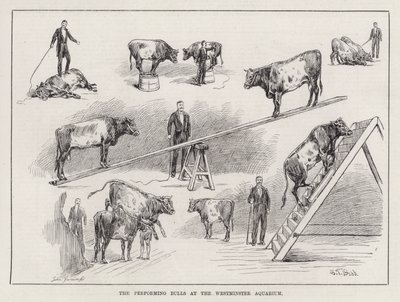 De optredende stieren in het Westminster Aquarium (gravure) door S. T. Dadd