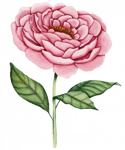 Roze pioenroos in bloei door Salome