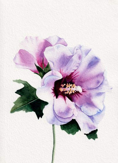 Paarse hibiscusbloemen door Salome