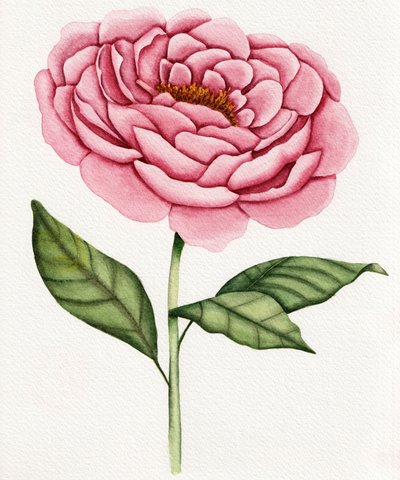 Aquarel: Roze pioenroos door Salome