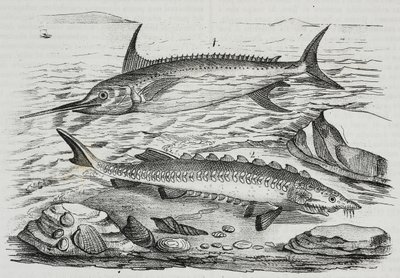 1 Zwaardvis (Xiphias gladius), 2 Steur (Acipenser sturio), lithografie uit Poliorama Pittoresco, nr. 10, 16 oktober door Salvatore Puglia