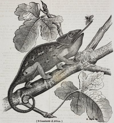 Afrikaanse kameleon, lithografie door Salvatore Puglia uit Poliorama Pittoresco, nr. 30, 4 maart door Salvatore Puglia