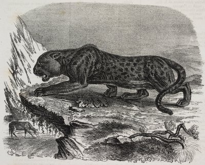 Zwarte Panter in Jardin des Plantes, botanische tuin van Parijs, Frankrijk, lithografie uit Poliorama Pittoresco, nr. 26, 4 februari door Salvatore Puglia