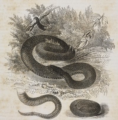 Zwarte variëteit van de gewone adder, staart en kleine adder opgerold als in de baarmoeder, lithografie door Salvatore Puglia uit Poliorama Pittoresco, nr. 27, 8 februari door Salvatore Puglia
