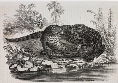 Kaaiman en jaguar, lithografie uit Poliorama Pittoresco, nr. 16, 25 november door Salvatore Puglia
