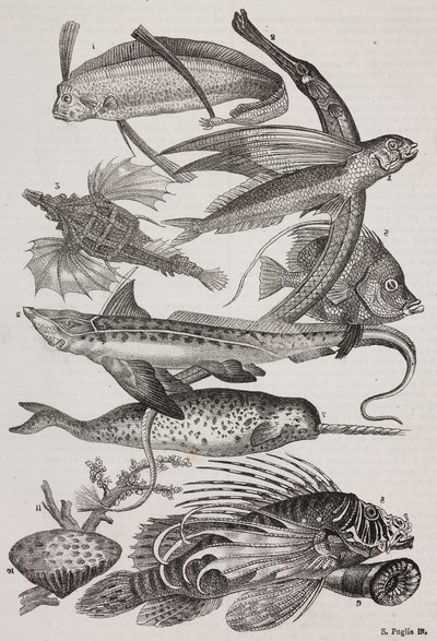 Zeewezens: 1 Dattiloftera, 2 Syngnathus, 3 Pegasus, 4 Trachypterus, 5 Chaetodon, 6 Konijnvis, 7 Eenhoorn (narwal), 8 Vliegende Pteroids, 9 Attinia door Salvatore Puglia