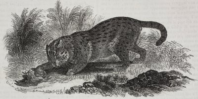 Sumatraanse kat, lithografie door Salvatore Puglia uit Poliorama Pittoresco, nr. 47, 1 juli door Salvatore Puglia