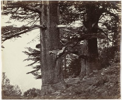 Twee cederbomen, Himachal Pradesh door Samuel Bourne (attributed to)