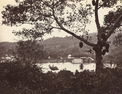 Een blik vanaf Upper Lake Road met tempel en eiland met park - fruitboom op de voorgrond, ca. 1865 door Samuel Bourne