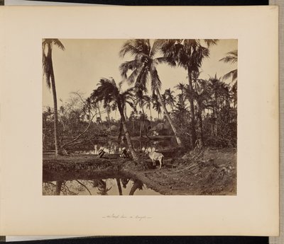 Calcutta; Rustieke taferelen en plattelandsleven in Bengalen door Samuel Bourne