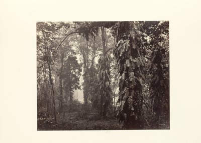 Darjeeling; Creepers in het bos onder Ging door Samuel Bourne