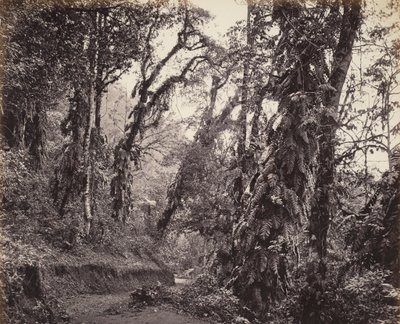 Darjeeling, boslandschap met slingerplanten, met de Tukvar-weg door Samuel Bourne