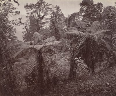 Darjeeling, groep boomvarens in Lebong door Samuel Bourne